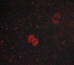 Phospho-JAK1 (Tyr1034) Polyclonal Antibody