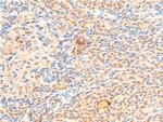 Phospho-GSK3B (Ser9) Antibody in Immunohistochemistry (Paraffin) (IHC (P))