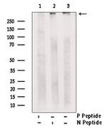 Phospho-RyR3 (Ser160) Polyclonal Antibody