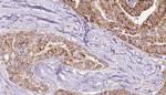 Phospho-Connexin 43 (Tyr265) Antibody in Immunohistochemistry (Paraffin) (IHC (P))
