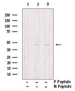 Phospho-Connexin 43 (Tyr265) Antibody in Western Blot (WB)