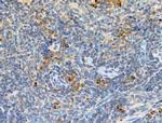 Phospho-PKD2 (Ser812) Polyclonal Antibody