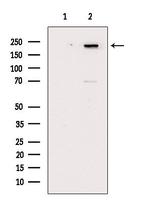 Phospho-Afadin (Ser1799) Polyclonal Antibody