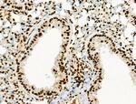 Phospho-RUNX1 (Ser249) Antibody in Immunohistochemistry (Paraffin) (IHC (P))