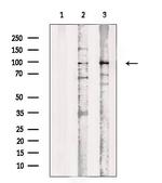Phospho-BAP1 (Ser592) Antibody in Western Blot (WB)