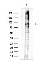 Phospho-BAP1 (Ser592) Antibody in Western Blot (WB)
