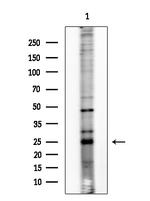 Phospho-Bim (Ser77) Polyclonal Antibody