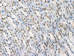 Phospho-BMAL1 (Ser42) Polyclonal Antibody