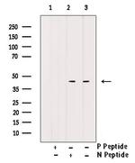 Phospho-CD79a (Tyr182) Antibody in Western Blot (WB)