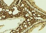 Phospho-IKK gamma (Ser376) Antibody in Immunohistochemistry (Paraffin) (IHC (P))