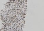 Phospho-JunB (Thr102, Thr104) Antibody in Immunohistochemistry (Paraffin) (IHC (P))