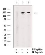 Phospho-KIF1B (Ser1487) Polyclonal Antibody