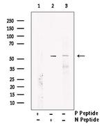 Phospho-MAPKAPK2 (Thr222) Antibody in Western Blot (WB)