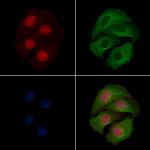 Phospho-MEK1 (Thr286) Antibody in Immunocytochemistry (ICC/IF)