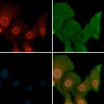 Phospho-MST1/MST2 (Thr183, Thr180) Antibody in Immunocytochemistry (ICC/IF)