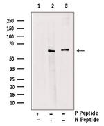 Phospho-MST1/MST2 (Thr183, Thr180) Antibody in Western Blot (WB)