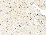 Phospho-NuMA (Ser395) Antibody in Immunohistochemistry (Paraffin) (IHC (P))