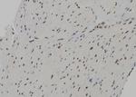 Phospho-NuMA (Thr2055) Antibody in Immunohistochemistry (Paraffin) (IHC (P))