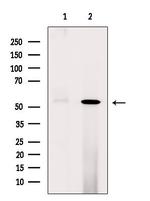Phospho-p53 (Thr18) Antibody in Western Blot (WB)