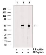 Phospho-p53 (Thr81) Antibody in Western Blot (WB)