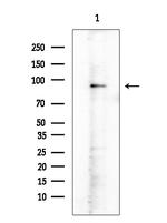 Phospho-PSD-95 (Ser295) Polyclonal Antibody