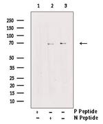 Phospho-RANBP3 (Ser126, Ser58) Antibody in Western Blot (WB)