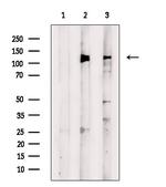 Phospho-REPS1 (Ser709) Polyclonal Antibody