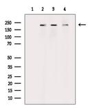 Phospho-RICTOR (Thr1135) Polyclonal Antibody