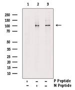 Phospho-SEMA4B (Ser825) Polyclonal Antibody