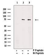 Phospho-SHP-1 (Tyr564) Antibody in Western Blot (WB)
