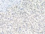 Phospho-SQSTM1 (Ser349) Polyclonal Antibody