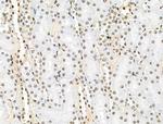 Phospho-SRC3 (Thr24) Antibody in Immunohistochemistry (Paraffin) (IHC (P))