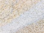 Phospho-SRC3 (Thr24) Antibody in Immunohistochemistry (Paraffin) (IHC (P))