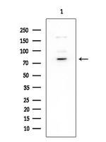 Phospho-Tau (Ser519) Antibody in Western Blot (WB)