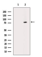 Phospho-Tau (Ser733) Antibody in Western Blot (WB)