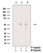 Phospho-TRAF2 (Ser11) Polyclonal Antibody