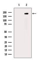 Phospho-TSC2 (Ser1387) Polyclonal Antibody