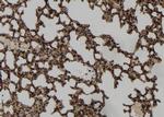 Phospho-Vimentin (Ser83) Antibody in Immunohistochemistry (Paraffin) (IHC (P))