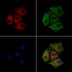 Phospho-Calnexin (Ser564) Polyclonal Antibody