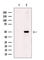 WIPI2 Polyclonal Antibody