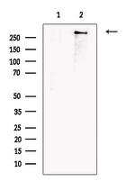 VWF Antibody in Western Blot (WB)