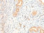 Phospho-HSP20 (Ser16) Antibody in Immunohistochemistry (Paraffin) (IHC (P))