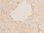 Phospho-HSP20 (Ser16) Antibody in Immunohistochemistry (Paraffin) (IHC (P))