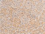 Phospho-HSP20 (Ser16) Antibody in Immunohistochemistry (Paraffin) (IHC (P))