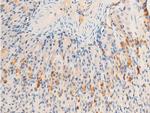 Phospho-HSP20 (Ser16) Antibody in Immunohistochemistry (Paraffin) (IHC (P))