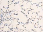 Phospho-HSP20 (Ser16) Antibody in Immunohistochemistry (Paraffin) (IHC (P))