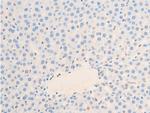 Phospho-HSP20 (Ser16) Antibody in Immunohistochemistry (Paraffin) (IHC (P))