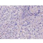 Phospho-IKK beta (Tyr188) Antibody in Immunohistochemistry (Paraffin) (IHC (P))