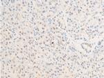 Phospho-Survivin (Thr117) Polyclonal Antibody