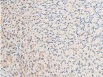 Phospho-Survivin (Thr117) Antibody in Immunohistochemistry (Paraffin) (IHC (P))